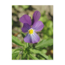 Belle carte postale de fleur de violet