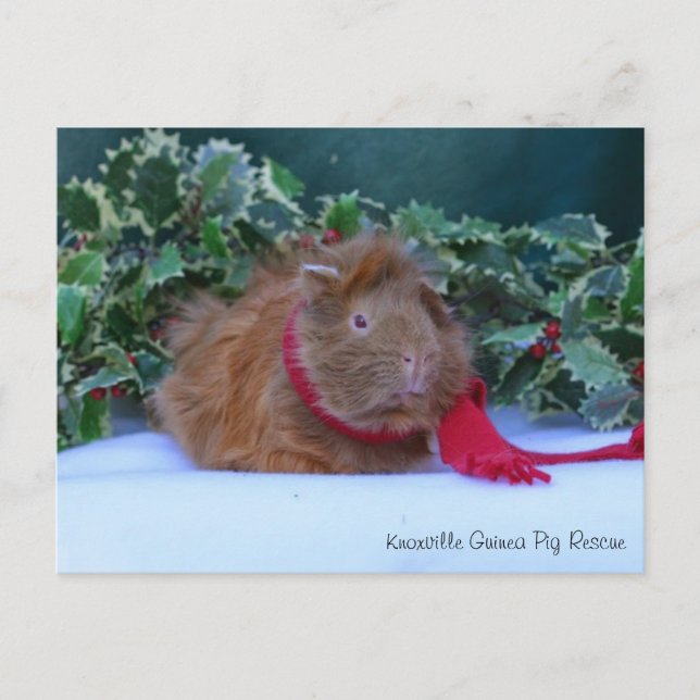 Belle Carte postale de porc de Guinée hivernale (Devant)