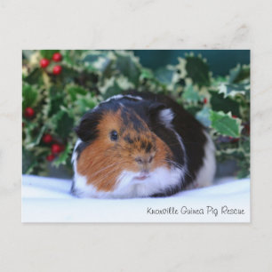 Belle Carte postale de porc de Guinée hivernale