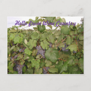 Belle carte postale de raisins