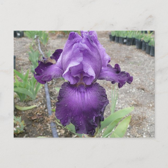 Belle carte postale d'iris violet (Devant)