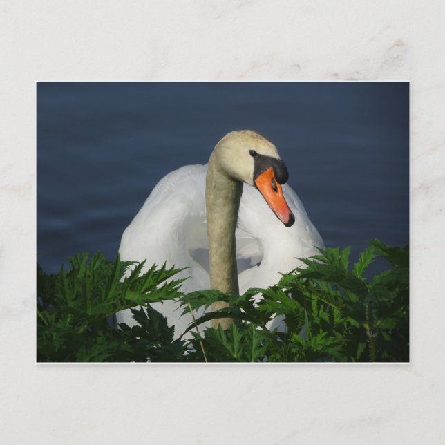 Belle carte postale do-it-yourself cygne (Devant)