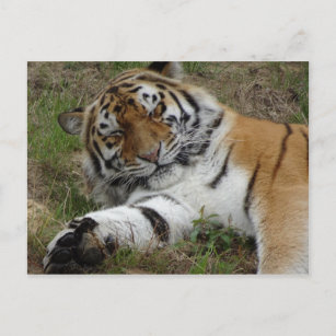 Belle carte postale do-it-yourself tigre