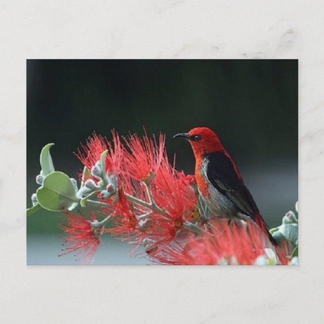 Belle carte postale d'oiseau de miel de Scarlet (Devant)