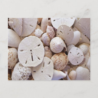 Belle carte postale Dollar de sable