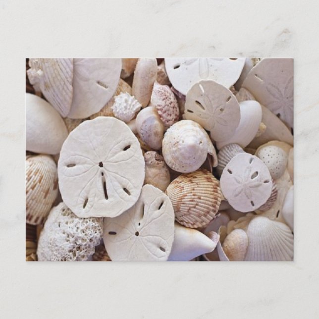 Belle carte postale Dollar de sable (Devant)