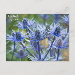 Belle carte postale Florale de la mer Bleue