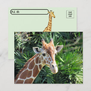 Belle carte postale Giraffe