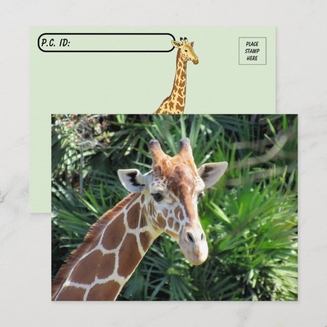 Belle carte postale Giraffe (Devant / Derrière)