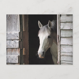 Belle carte postale Gray Mare Horse