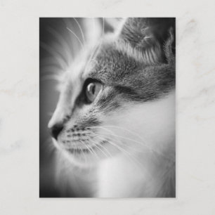Belle carte postale Kitten