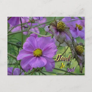 Belle carte postale Merci Fleurs de Cosmea