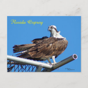 Belle carte postale Osprey Hawk Nest