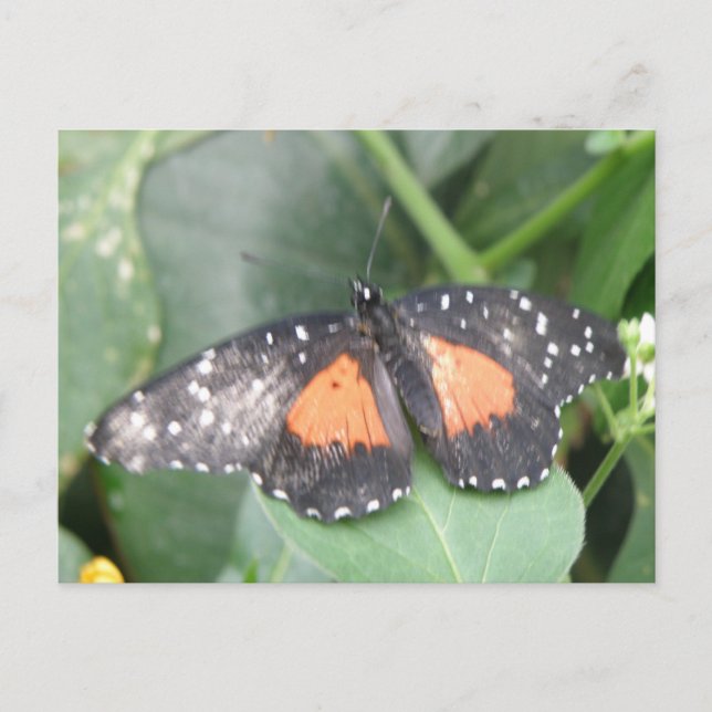 Belle carte postale papillon (Devant)