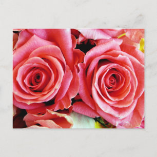 Belle carte postale Rose