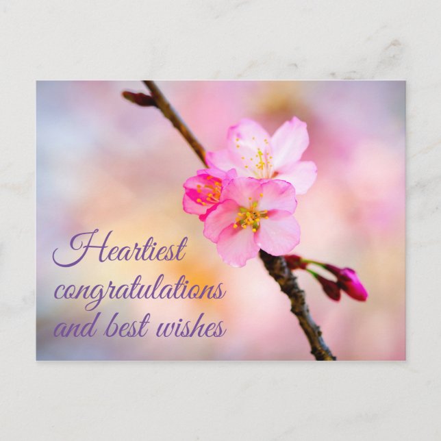 Belle carte postale Sakura Cherry Blossoms (Devant)