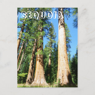 Belle Carte Postale Sequoia !