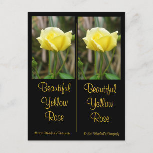 Belle carte postale Signet Rose Jaune