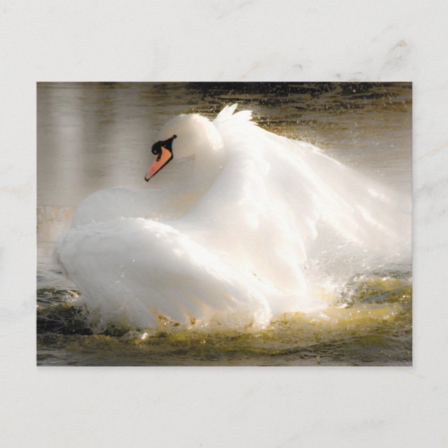 Belle carte postale Swan (Devant)