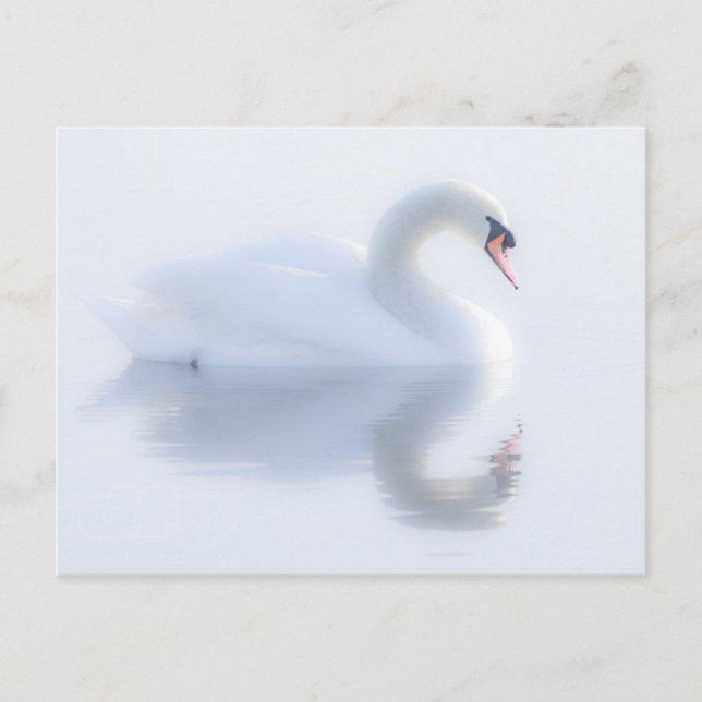 Belle carte postale Swan (Devant)