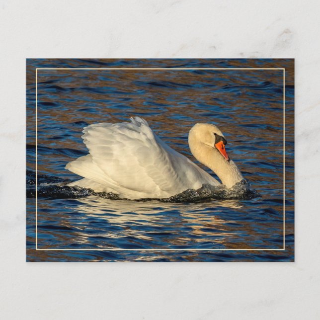 Belle carte postale Swan and Blue Water (Devant)