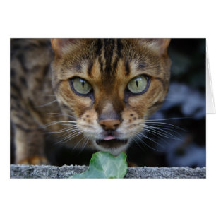 Belle Chat Bengale