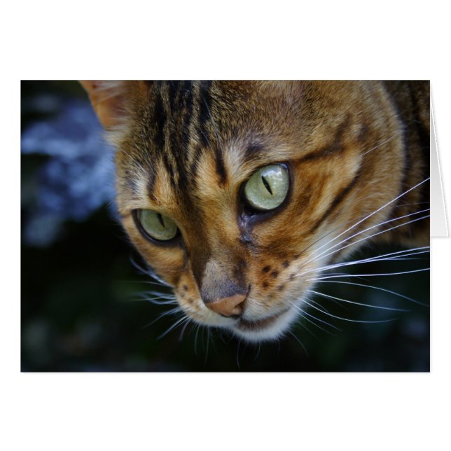 Belle Chat Bengale (Devant horizontal)
