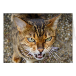 Belle Chat Bengale