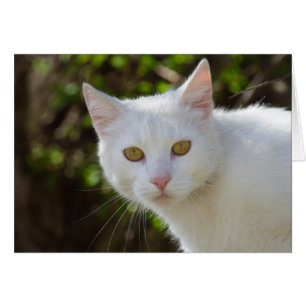 Belle Chat Blanc