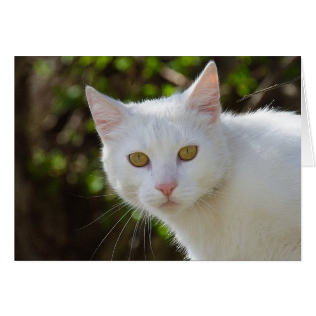 Belle Chat Blanc (Devant horizontal)