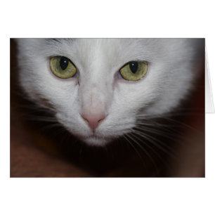 Belle Chat Blanc