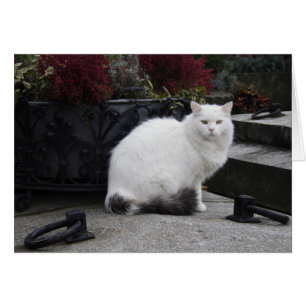 Belle Chat Blanc Sur Une Grave