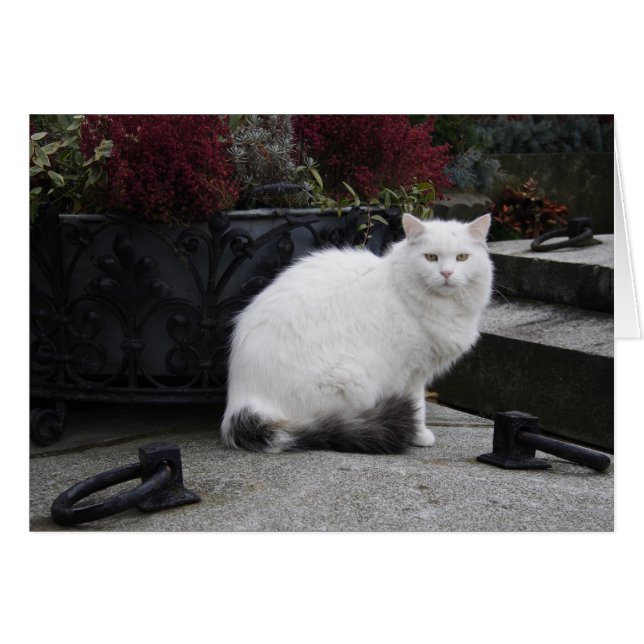 Belle Chat Blanc Sur Une Grave (Devant horizontal)