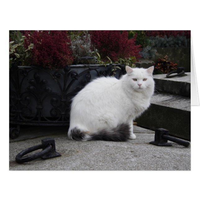 Belle Chat Blanc Sur Une Grave (Devant horizontal)