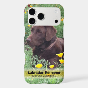 Belle Chocolate Lab Do in Poppy Patch