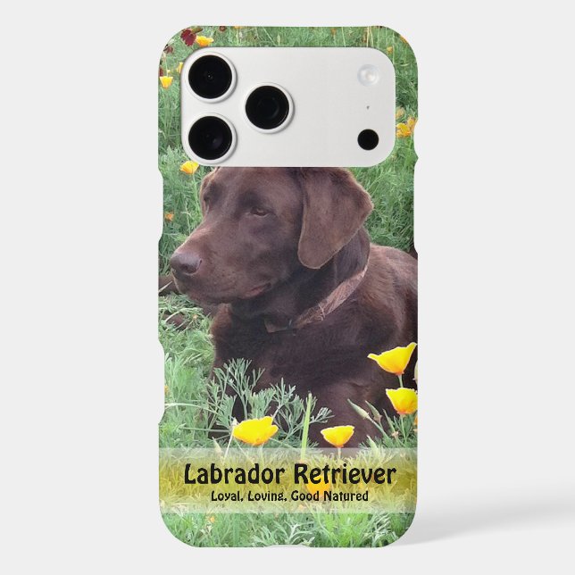 Belle Chocolate Lab Do in Poppy Patch (Verso)