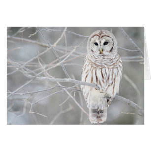 Belle conception blanche de hibou de neige