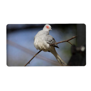 Belle douceur Diamond Dove