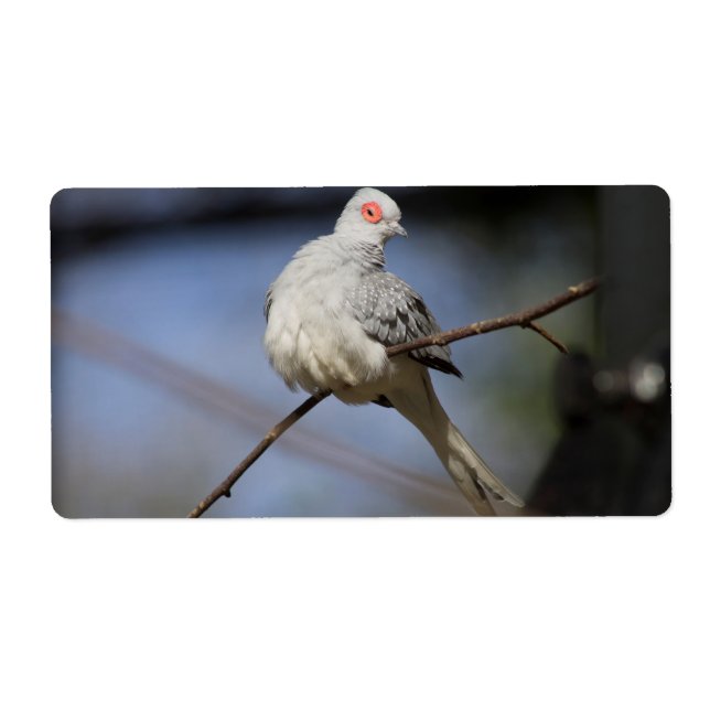 Belle douceur Diamond Dove (Devant)