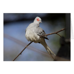 Belle douceur Diamond Dove