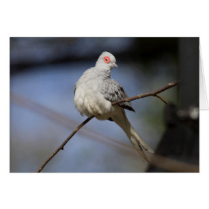Belle douceur Diamond Dove