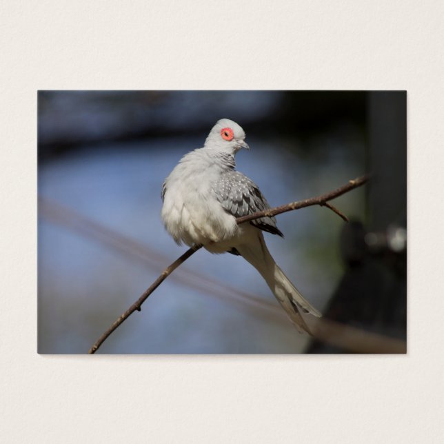 Belle douceur Diamond Dove (Devant)