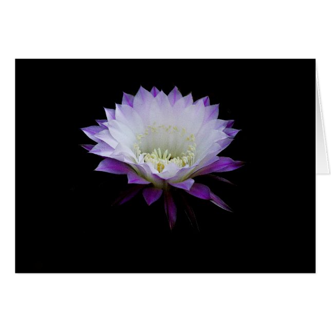 Belle du ballon, cactus en fleur de nuit (Devant horizontal)