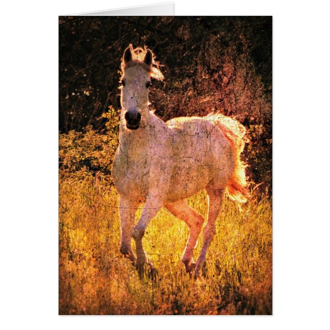 Belle équine (Devant)