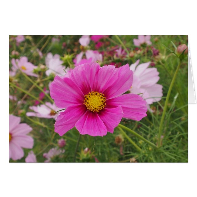 Belle Fleur Cosmos Rose (Devant horizontal)