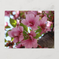 Belle Fleur de cerisier Photo Carte postale person