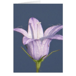 Belle fleur de cloche bleue