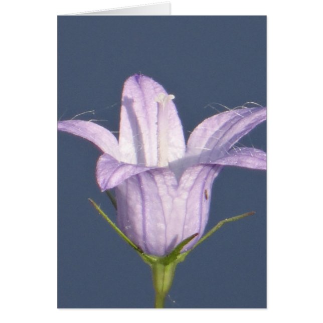 Belle fleur de cloche bleue (Devant)