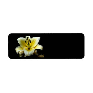 Belle Fleur Jaune Élégante sur Fond Noir