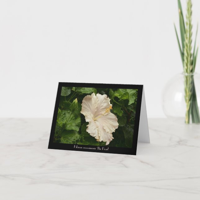 Belle Grande Carte de voeux Hibiscus pâle (Devant)